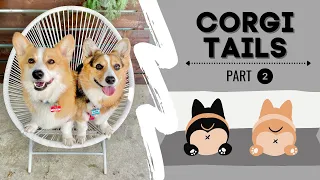 Talking Corgi Compilation | Dogs talking like humans! | Hammy and Olivia