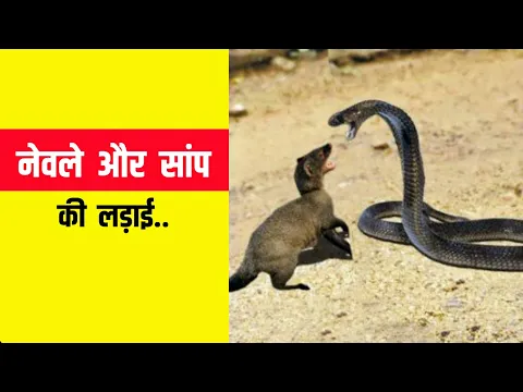 सांप नेवले से हार क्यों जाता है ? #shorts