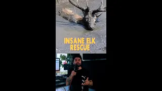 Insane Elk Rescue
