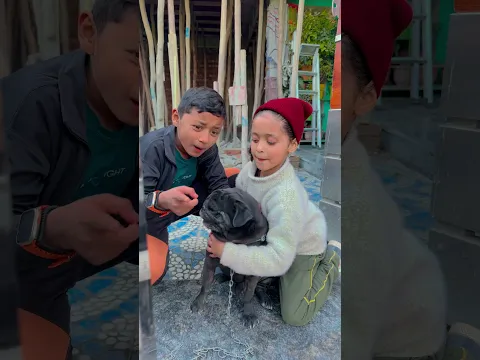 Saved Cute Dog 🐕 😳 #shorts #trending #thebnfamily #dog