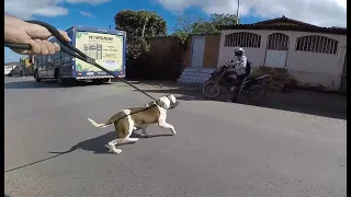 FUI NA PADARIA COM BARÃO MAS TIVE QUE COMPRAR PÃO EM OUTRA - CÃES BRASIL Creative Commons