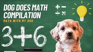 Dog Does Math Compilation