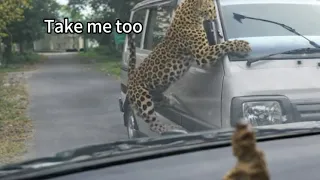 When Wild Animals Go On A Rampage And People Are Terrified