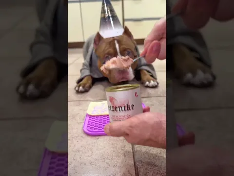 soy el perro chef cumpleañero más guapo? #viral #perros #perrofeliz #dúo