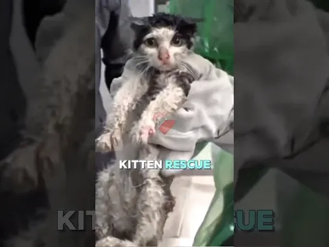 What They Did With The Exposed Cat Healed Humanity ❤️‍🩹🥀 (@animal_in_crisis)