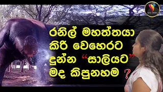 මද කිපුණු සාලිය _ Sri Lankan Elephant #elephantvideo #elephantdance