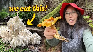 HUNT & COOK: Foraging Wild Mushrooms 🍄‍🟫 We find Bear’s Head & Chanterelles!