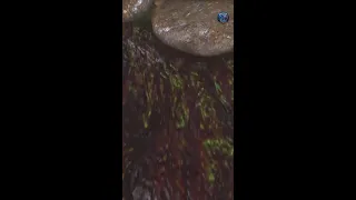 Demogorgan Attack l Live Live Stream