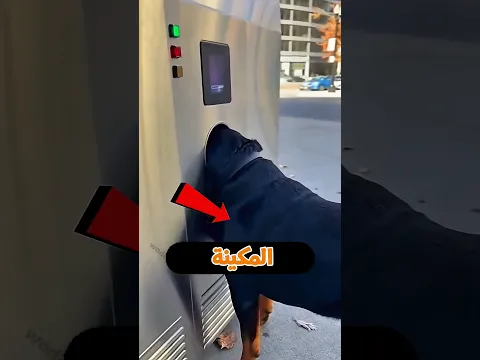 الكلب اللي دخل راسه بالغلط في ماكينة قصّ الشعر 😅
