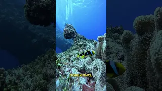 В эту страну нельзя въехать, пока не дашь обещание