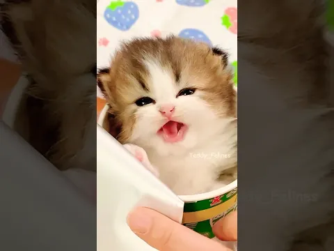 Cute Kittens 🧸😻💕 #cat #cute #cats #kitten
