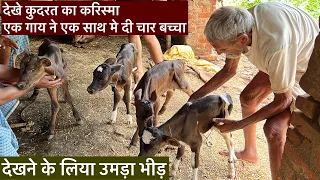 देखे कुदरत का करिस्मा,एक गाय ने एक साथ मे दी चार बच्चा one cow gave four children at once@ejjuvlogs2578