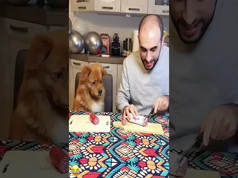 When your ‘no begging’ face fails miserably. 🥺🍖 #pet #funny #dog #foryou #asmr #shorts #shortsvideo