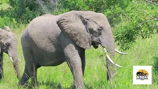 Majestic Elephants of Murchison Falls National Park | Uganda Wildlife Safari