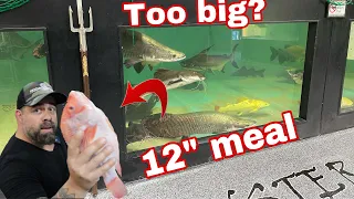 MONSTER FISH FEEDING!! DID THE ARAPAIMA SWALLOW A 12" TILAPIA WHOLE