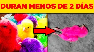 Por que los POLLITOS DE COLORES viven SOLO 2 DIAS?