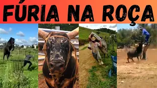 5 Animais mais ZANGADOS e VALENTES da roça