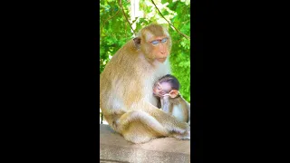 Look the beauty of afternoon relax with mama JENNY and cute baby monkey