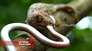 MENGENAL ULAR CICAK | SI OTAN (12/11/21)