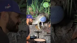 Guess this song but I’m using frogs. Good luck… 🤪🐸