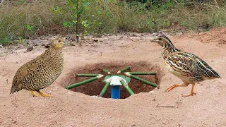How to make quail trap | Make Underground Quail Trap
