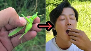 見つけた昆虫、全部食う！