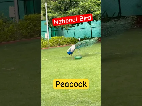 National bird Peacock 🦚