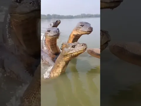 यमुना नदी में कालिया नाग 🐍#Vrindavan#YamunaGhat#KaliyaNaag#YamunaRiver#KrishnaLeela#JaiShriKrishna