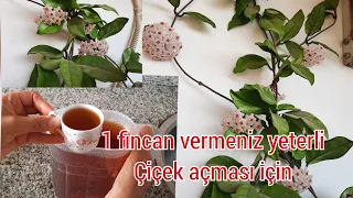 Bir fincan verin hoyanıza bol bol çiçek açsın. Evde doğal çiçek besini nasıl hazırlanır.
