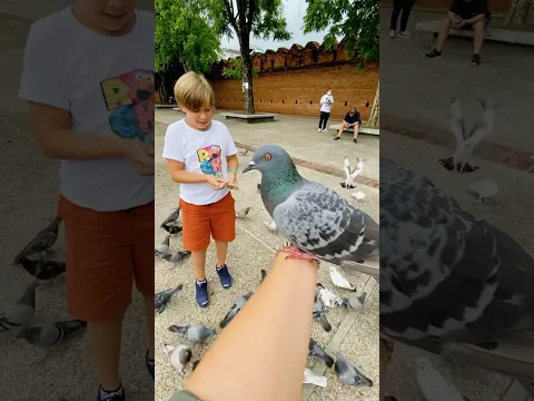 Feeding pigeons #shorts
