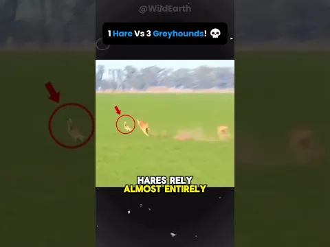 🐇 Why Hares Are So Hard to Catch!?