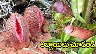 అబ్బాయిలు రాత్రిపూట మీరు కచ్చితంగా చూడాల్సిన వీడియో ఇదే.! లేదంటే మీరే నష్టపోతారు || Amazing Trees
