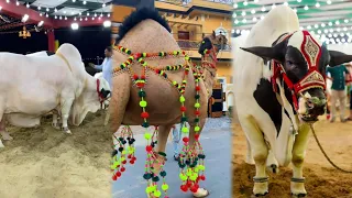 Cow Mandi Short Videos 🤠 || Eid Ul Edha Special Cow Tiktok || Qurbani Animals 2026 