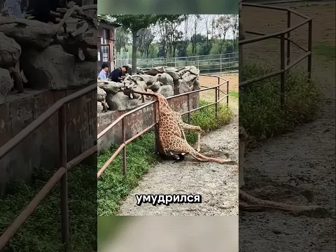 Когда животные подкидывают сюрпризы 🐻🦁