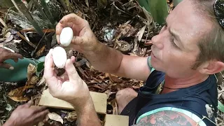 King Cobra Nest Raid! - WILD King Cobra Egg's! 🐍