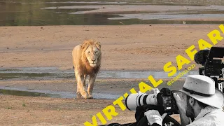 New Male Lion Throws His Weight Around Gets Himself in Big Trouble - Virtual Safari #171