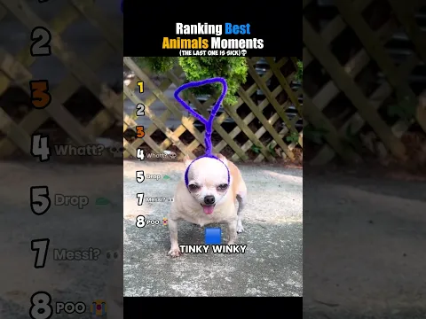 ranking best animals moments #usa