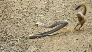 cape cobra X slender mongoose