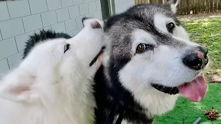 Husky Jumps In Bathtub To Comfort Crying Malamute
