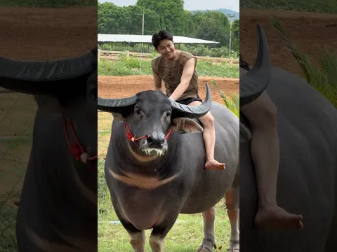 #ควายงาม #ควายไทย