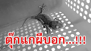 ได้เวลานอนแล้ว ตุ๊กแกผีบอก ใครไม่นอนหลับระวัง...!!!