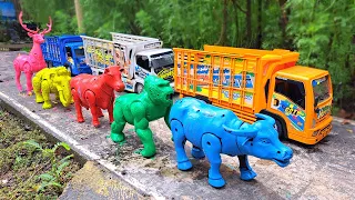 Wadidau‼️Proses Simulasi Sapi & Kerbau Lucu - Truk Oleng Angkut Sapi Kotor #15