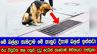 මෙම බල්ලා හැමදාම මේ කානුව දිහාම බලාගෙන හිටියා, පසුව එය විවුර්ත කල විට දුටු දෙයින් සැවොම පුදුමවුනා.