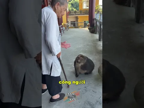 chú khỉ cụt tay hiểu chuyện, biết nghe lời bà ni cô già