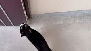【捨て猫】捨てられた猫が家までついてきました