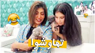 شوفو ميمى والقطط