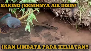 Air Jernih Selokan Ini Jadi Sarang Channa Limbata, Mancing Channa Limbata , Kotes Atau Iwak Kuthuk