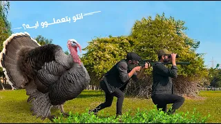 موسم صيد الديك الرومي