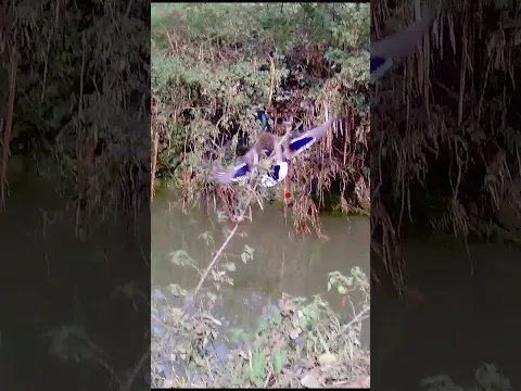 Hunting ducks up close with ShotKam for food