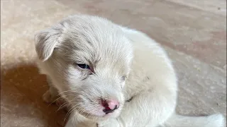 White cute dog in now live 😺